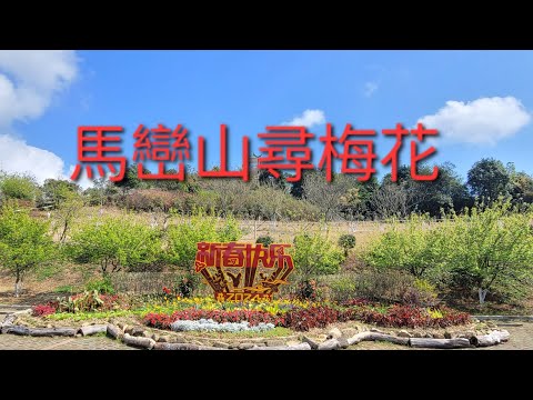 深圳馬巒山尋梅花