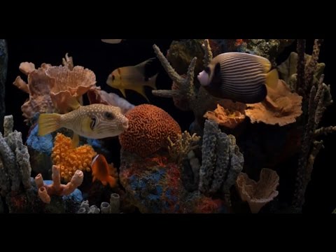 [10 Hours] Tropical Fish Tank RIGHT - Video & Audio [1080HD] SlowTV