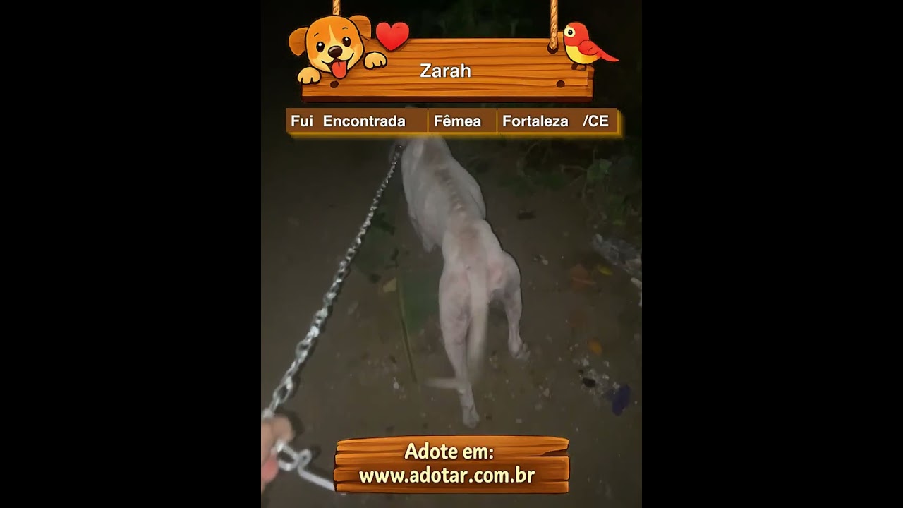 Cachorro raça SRD-ViraLata idade 2 a 6 meses nome Zarah