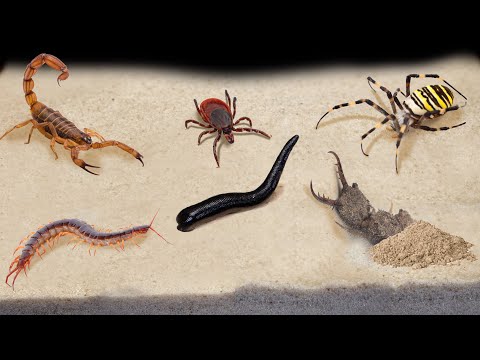 , title : 'TOP 10 FEEDINGS INSECTS - BEST MOMENTS (SPIDER, SCORPION, TICK, ANTS, SCOLOPENDRA, MANTIS,COCKROACH)'