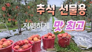 추석 선물용 사과 구경 한번 하세요 맛.깔 최고입니다 농장 직거래 010-5455-9356