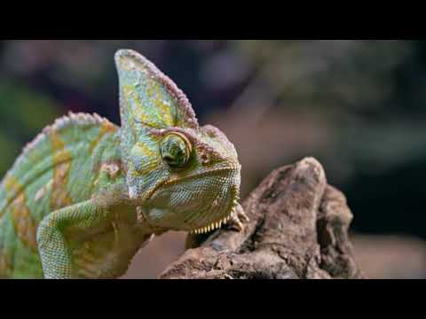 DEVILMAN TYO - BLUE GECKO 🦎