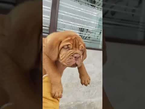 French bull dog puppy