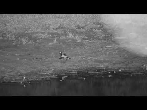 Djuma: Blacksmith Lapwing parent and three growing chicks - 23:33 - 12/03/20