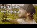 How To Prune Your Cannabis The Bangz Technique