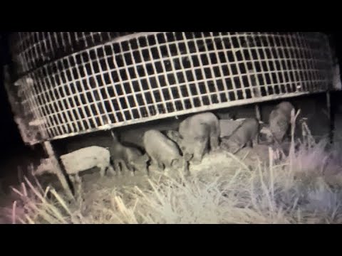 BIG PIG TRAP CATCHES WILD HOGS