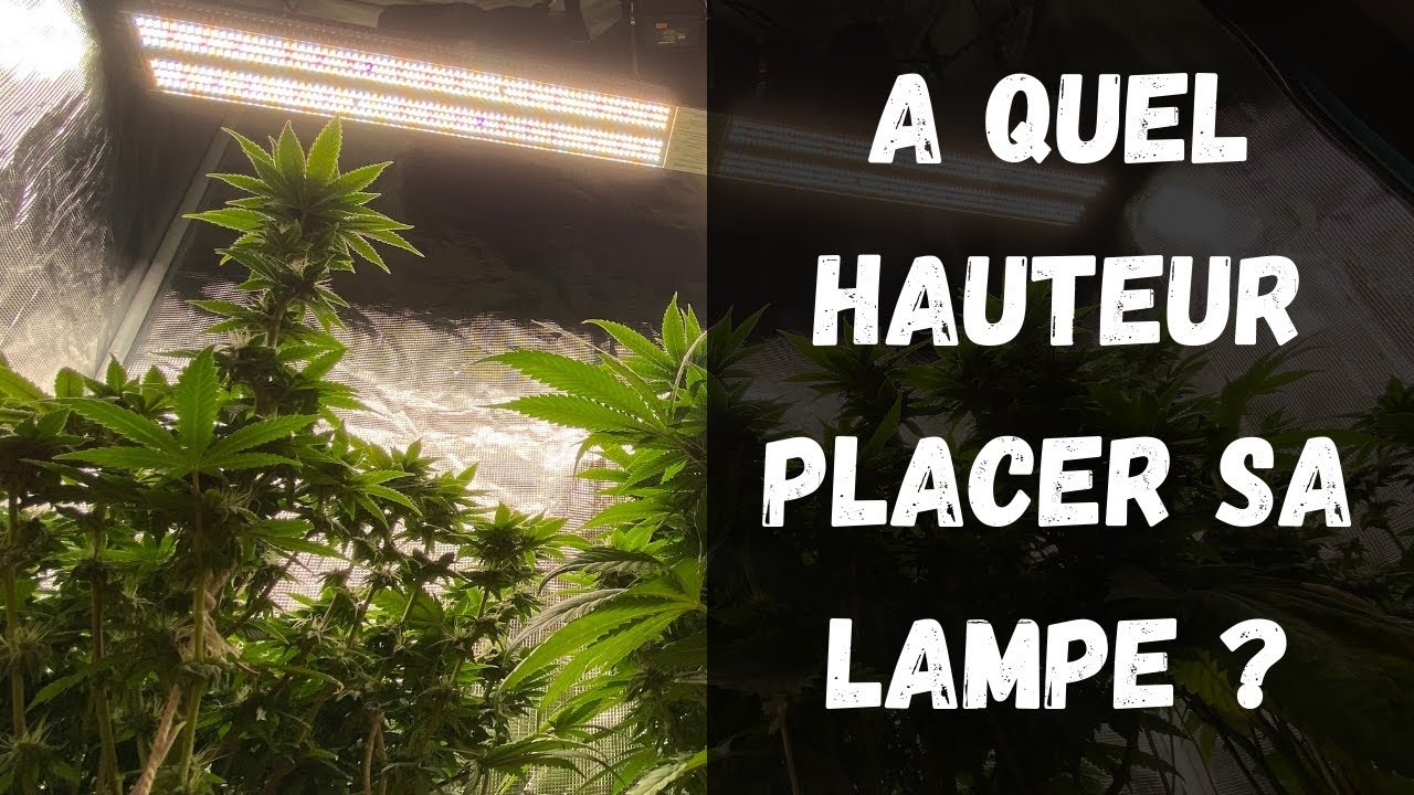 A QUEL HAUTEUR PLACER SA LAMPE DE CULTURE 