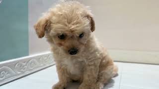 ハーフ犬の動画01