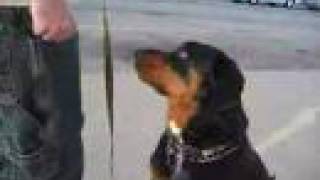 ROTTWEILER TRICKS AND ATTACK MODE