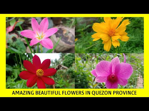AMAZING BEAUTIFUL FLOWERS IN QUEZON PROVINCE