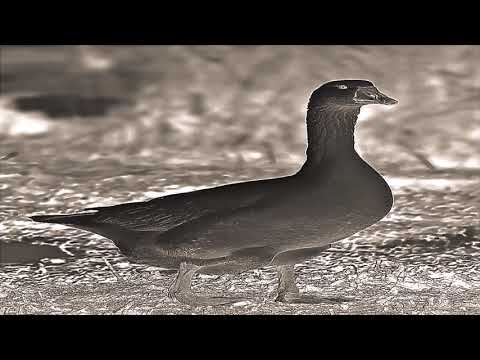 Emetos - Loose Goose On A Pedestal