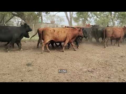 Lote 95 Vacas CUT preñadas en Saavedra, Buenos Aires