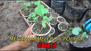 Tutorial Tani Menanam MELON dI Polybag  (Penanaman) PART. 2