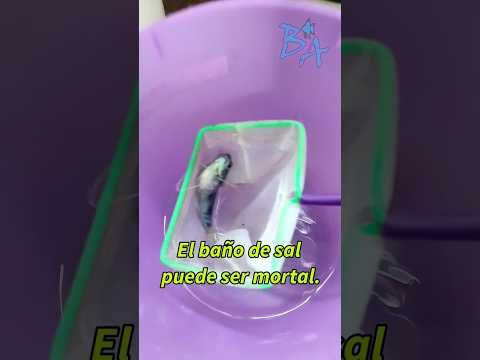 El baño de sal puede ser mortal para tus peces #bioacuatixz #mvzenpecesdeacuarioalexpadilla