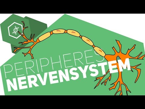 Peripheres Nervensystem einfach erklärt