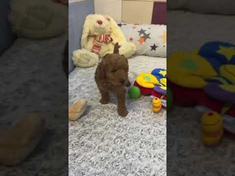 Toypudel Welpe kaufen