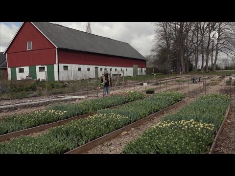 Intresset för lokalodlade snittblommor växer | TV4 Nyheterna | TV4 & TV4 Play