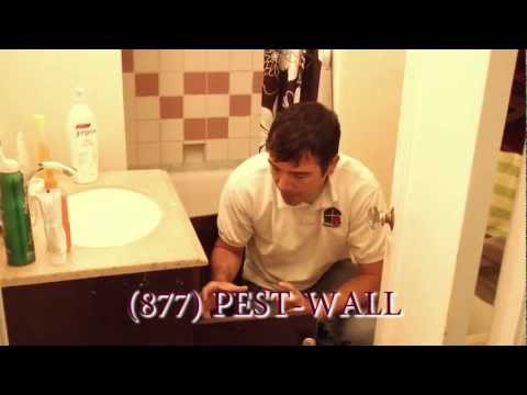 YouTube video about: Where do roaches come from in the bathroom?