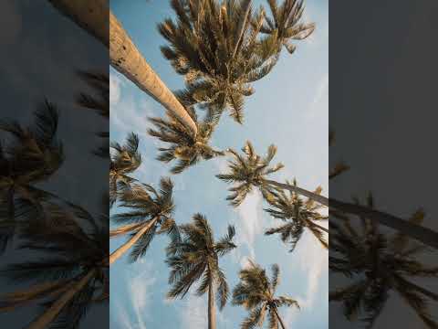 The Underdog Project - Summer Jam (Analog Berlin Bootleg) (FREE DL)