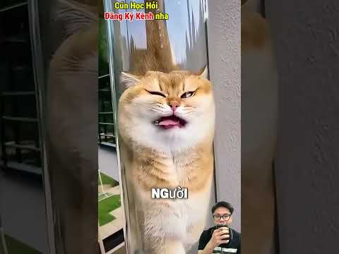 Nguy Hiểm Của Những Chú Mèo Tò Mò