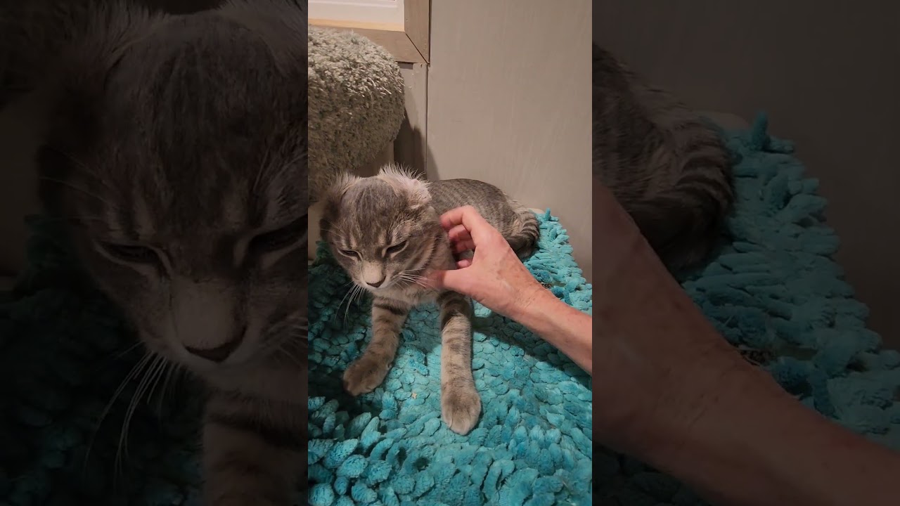 Davis, a Adoptable mixed breed in Hampstead, NC video 2/4