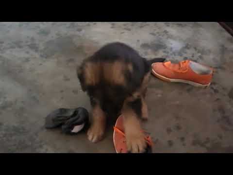 My Boy Robin(German Sherphed)(3)