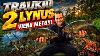 Tench feeder fishing | Double hook up and chaos on the lake! #tenchfishing #feederfishing