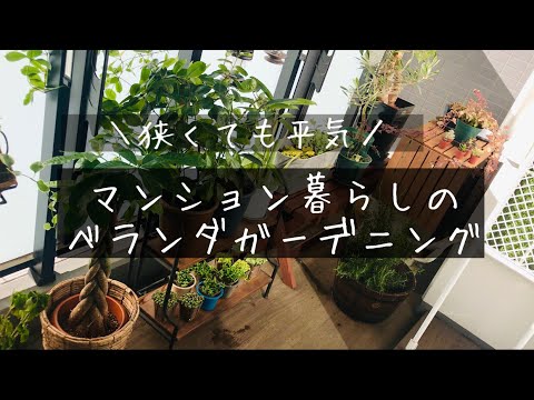 庭やバルコニーに最適な最も美しいつる植物トップ12  庭園