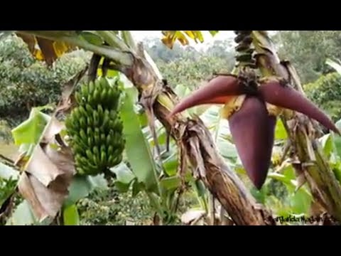 download lagu mp3 mp4 Banana Gripe, download lagu Banana Gripe gratis, unduh video klip Banana Gripe