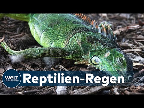 LEGUANE FALLEN VON BÄUMEN: Durch den kalten Winter verfallen die Reptilien in Winterstarre