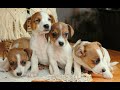 Jack Russell Terrier dogs for sale: Freckles - Video 1