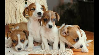 Video preview image #1 Jack Russell Terrier Puppy For Sale in EAST EARL, PA, USA