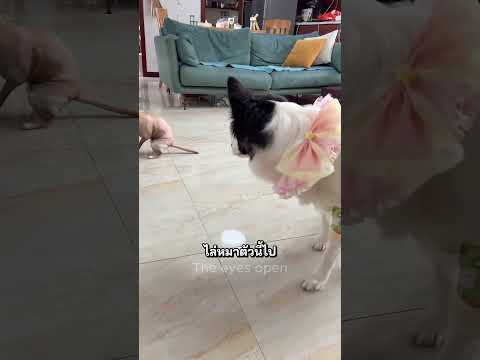 เมื่อหมาแปลกหน้าอยู่ในบ้าน