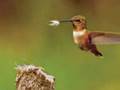 Instrumental; Sweet Hour of Prayer