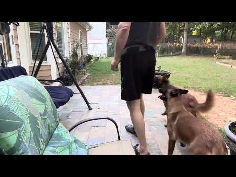 Nero and Lesye Geani very high Malinois S dog Belgium Brad