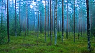 Carpathian Forest - The Frostbitten Woodlands of Norway