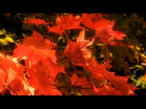 Videofronta 13 17-11-09 Klemen Klemen