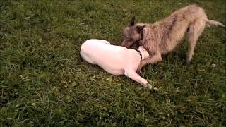preview picture of video 'Irish Wolfhound vs. Dogo Argentino'