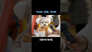 붕어빵 사먹는 댕댕이