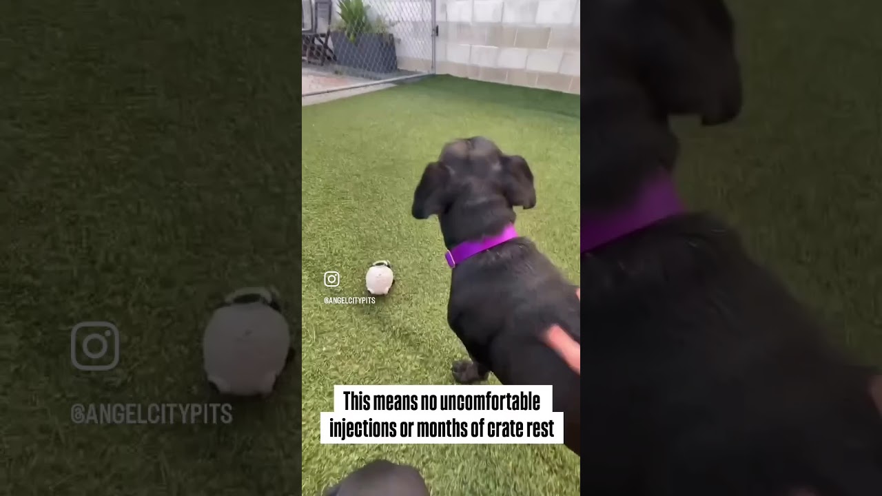 Enlarge Tasi, a Adoptable Mixed Breed in Los Angeles, CA video 3/3