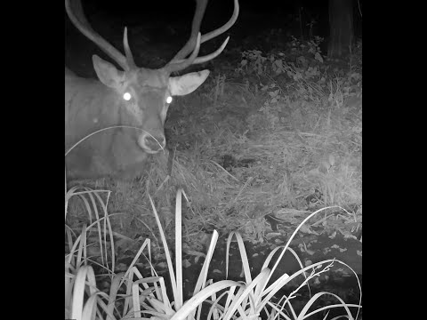 Kronika Lasu #1   Kuna leśna, jelenie, dziki, sarny   Październik 2021