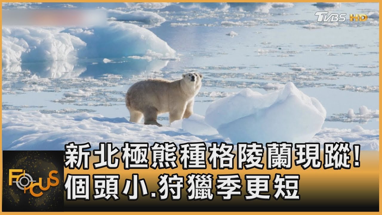 新北極熊種格陵蘭現蹤!個頭小.狩獵季更短