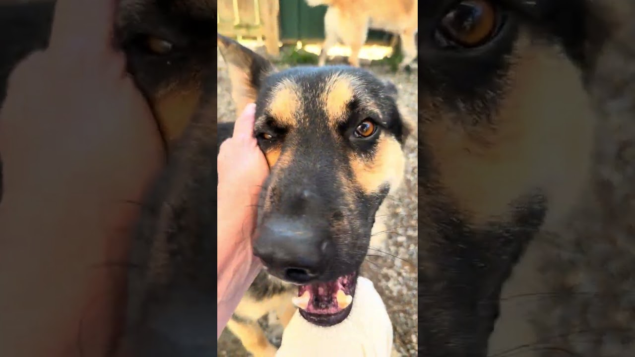 Satchmo, an adoptable German Shepherd Dog in Greeneville, TN video 6/6