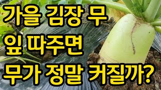 무의 잎을 따주면 무가 정말 커질까? 무의 비대기 관리는?