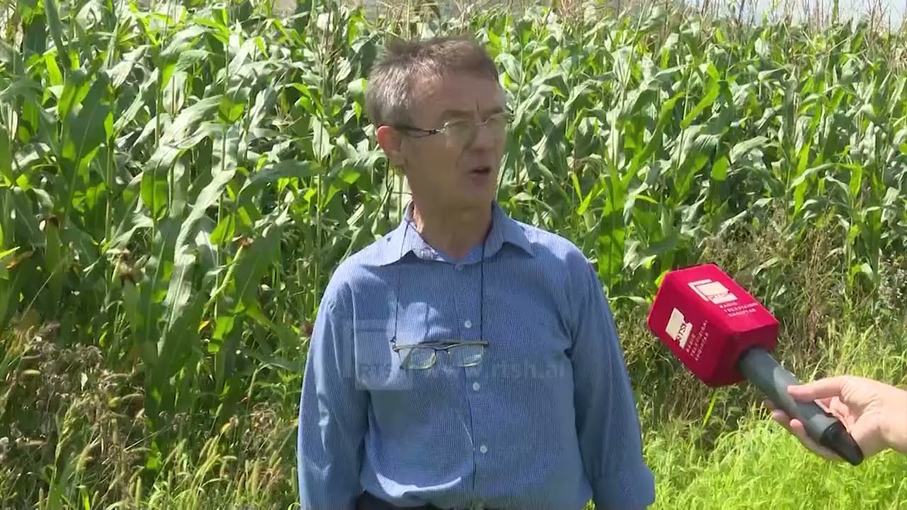 Reshjet nuk dëmtuan prodhimet bujqësore, vreshtat mbeten më të rrezikuara nga temperaturat