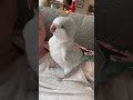 She tried 😂 #quakerparrot #birds #parrot #rescue