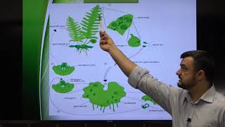 Pregatire de BAC la Biologie Lecția 6: Regnul Plante (Plantae).