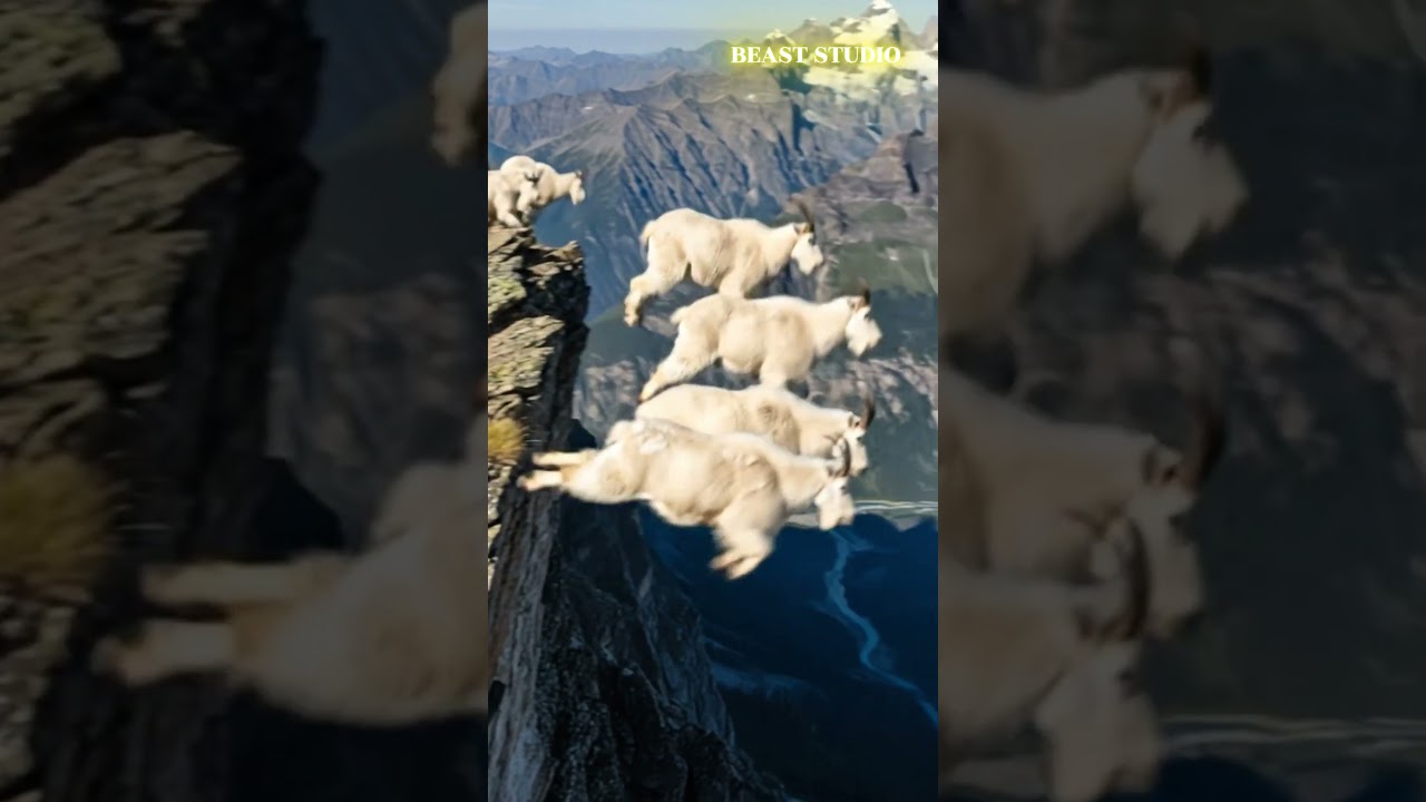 These Goats Just FLEW Off a Cliff! 🐐✈️ Wait WHAT?! #shorts