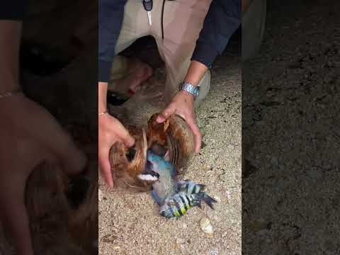 What’s Inside the Coconut Box? 🐟 Amazing Surprise