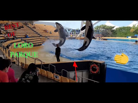 BEST OF LORO PARQUE  SHOW 2022 Tenerife (Orca Show , Sea Lion , Dolphin )
